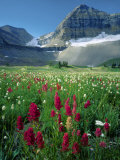 Paintbrush in Uinta National Forest  Wasatch Mountains  Mount Timpanogos Wilderness  Utah  USA
