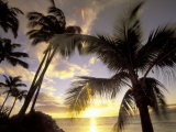 Sunset and Palm Tree  Kihei Beach  Maui  Hawaii  USA