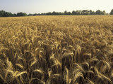 Wheat Field Ready for Harvesting  Louisville  Kentucky  USA