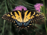 East Tiger Swallowtail Feeding on Pincushion Flower  Woodland Park Zoo  Washington  USA