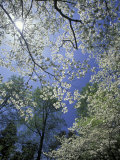 White Flowering Dogwood Trees in Bloom  Kentucky  USA