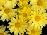 Yellow Daisies  Bellevue Botanical Garden  Washington  USA