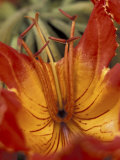 Afrifcan Tulip Tree  Maui  Hawaii  USA