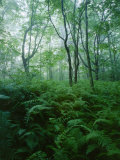 Forest Ferns in Misty Morning  Church Farm  Connecticut  USA