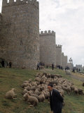 Man and sheep Surrounding Avila  Rebuilt by Alfonso VI in 1090 Ad  9 Gate Entrance to the City