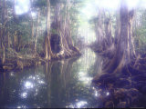 Giant Pterocarpus Trees  Twisted Roots Rising from the Water as Sunlight Breaks Through the Leaves