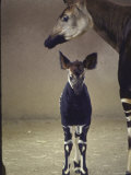 Okapi Standing Near Mother  San Diego  Animal Conservation Through Wild Animal Propagation Trust