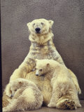 Hilda  a Polar Bear with Twins at Detroit Zoo Animal Conservation Wild Animal Propagation Trust