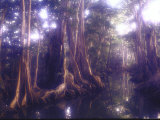 Giant Pterocarpus Trees  Twisted Roots Rising from the Water as Sunlight Breaks Through the Leaves