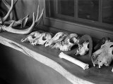 Collection of Antlers  Skulls and Bones on Window Still at Ghost Ranch of Georgia O'Keeffe's Home