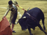 Bullfighter Francisco Ribera  Known as "Paquirri " Finessing a Bull in the Ring