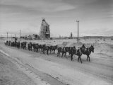 Trademark Twenty Mule Team of the US Borax Co Pulling Wagon Loaded with Borax