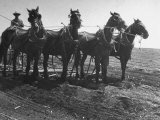 Farmer and Horses Harrowing Land He Planted During Drought in the Midwest