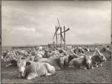 Cattle in Hungary Gather Around Water Well to fill troughs for animals in Hortobagy Area