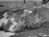 Yorkshire Hogs Smirking with Comfort in Pen on Curtiss Farms Owned by the Curtiss Candy Co