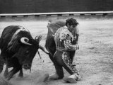 Matador Manuel Benitez  Performing Series of Passes on His Knees