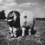 Rear View of Black Hog  with Overweight  White Hog  at Department of Agriculture Experiment Station
