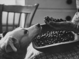 Sister Bertha Sorting Cranberries asDog Tries to Get Nosey in Kitchen of House in Shaker Community