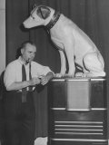 Jose Iturbi Standing Beside Listening Dog Trade Mark of RCA Victor