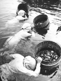 Three Female Mikimoto Pearl Divers with Buckets as They Prepare to Dive Down 20Ft for Oysters