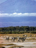 Herd of Zebras Grazing on Plain of Amboseli National Reserve with Mt Kilimanjaro in Background