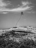 Towering Palm Tree Swayed by Wind as It Stands Next to House on Sandy Beach in Desolate Area