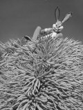 Bugs Bunny of Holtsville Sitting on Pile of Carrots  Started the Previous Year