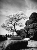 110 Year Old Bonsai Maple Tree on Estate of Collector Keibun Tanaka in Suburb of Tokyo