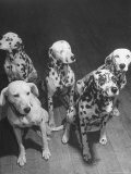 Dalmatians Nedo  Sussex  Smokie  Checkers  and Bingo Bango Belonging to Boston Fire Department