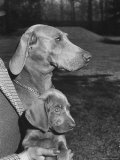 Champion Weimaraner and her 8-week-old male puppy with proud owner Mrs Harold Goldsmith
