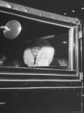 Mrs Cornelius Vanderbilt Arriving for the Opening of the Metropolitan Opera
