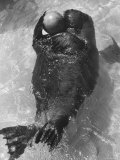 Olaf  The Only Walrus at Aquarium Coney Island  Floating on Back with Ball Clutched in Flippers