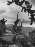 Gnarled Trunk of a 4000 Year Old Bristlecone Pine Standing in California's White Mountains