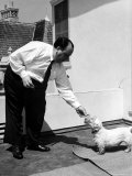 Director Alfred Hitchcock Standing Outside at Home  Feeding His Sealyham Terrier  Mr Jenkins