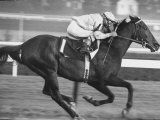 Horse of the Year  Kelso  Racing