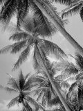 Palm Trees on Ellice Islands  Tuvalu