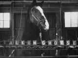 Lady Wonder  a Clairvoyant Talking Horse  Can Count and Spell Its Name