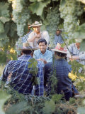 Labor Activist Cesar Chavez Talking in Field with Grape Pickers of United Farm Workers Union