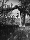 Jose Limon Dancing in Apple Orchard at His Home