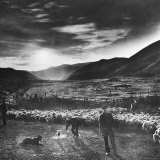 Basque Shepherd  Recent Immigrant from Macaye  France