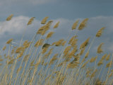 Tasseled Reeds Growing Along Banks of Volga River  Delta Flatlands Near Astrakhan  Russia