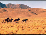 Wild Mustang Horses Running Across Field in Wyoming and Montana
