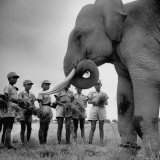 Elephant Which Is a Mascot of the Boy Battalion in Taiwan