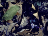 Forest Floor at Mettler's Woods in Spring Showing New Growth
