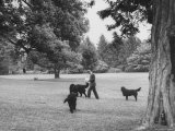 US Attorney General Robert Kennedy Reading a Book While Walking Across the Lawn with His Three Dogs