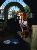 Pet Beagles of President Lyndon B Johnson  Sitting Together in White House Sitting Room