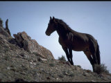 Wild Mustang Horses Running Across Field in Wyoming and Montana