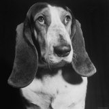 TV Star Dog J J Morgan Posing for a "Life" Picture