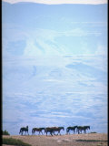 Wild Mustang Horses Running Across Field in Wyoming and Montana