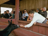 California Governor Candidate Ronald Reagan Petting Donkey  While on the Campaign Trail